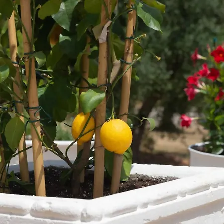 Lamia Papo With Exclusive Pool Villa *